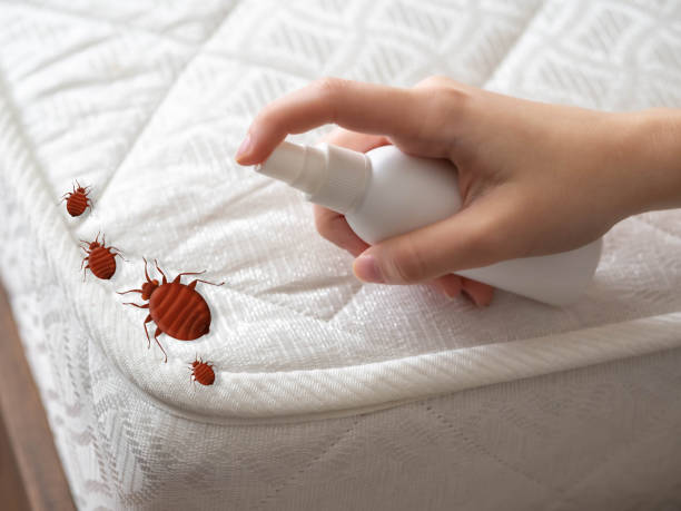 Trusted Big Sky, MT Pest Control Experts