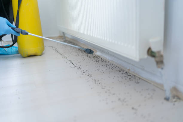 Best Pest Removal Services  in Big Sky, MT