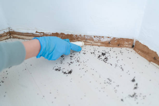 Best Ant Control Services  in Big Sky, MT